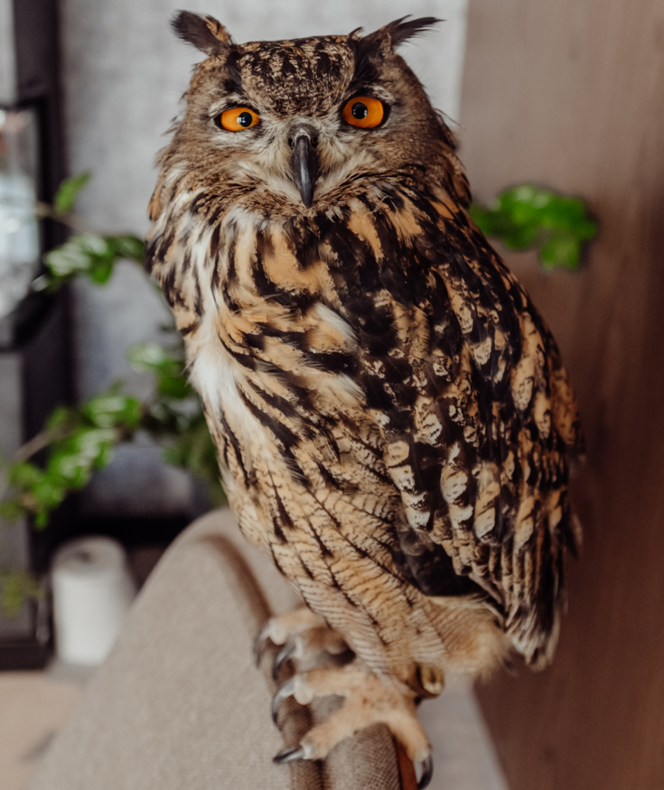 Close-up of a brown owl with bright orange eyes perched on a furniture edge indoors.