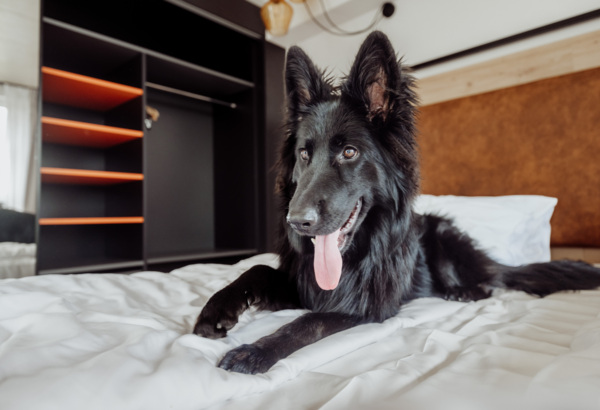 Black dog lying on a bed in a modern hotel room with bright white bedding.