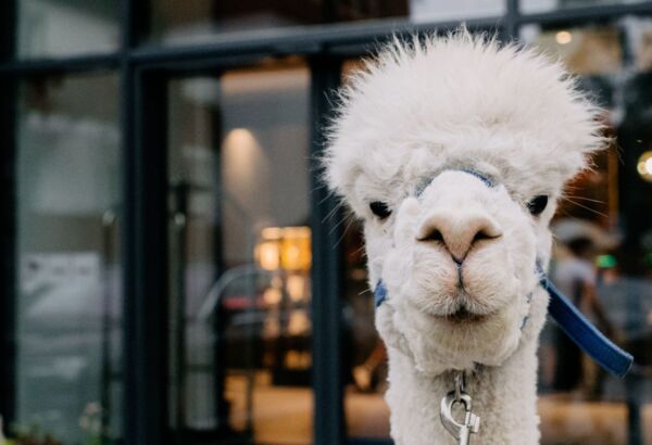 White alpaca with fluffy wool and a blue leash in front of a modern building