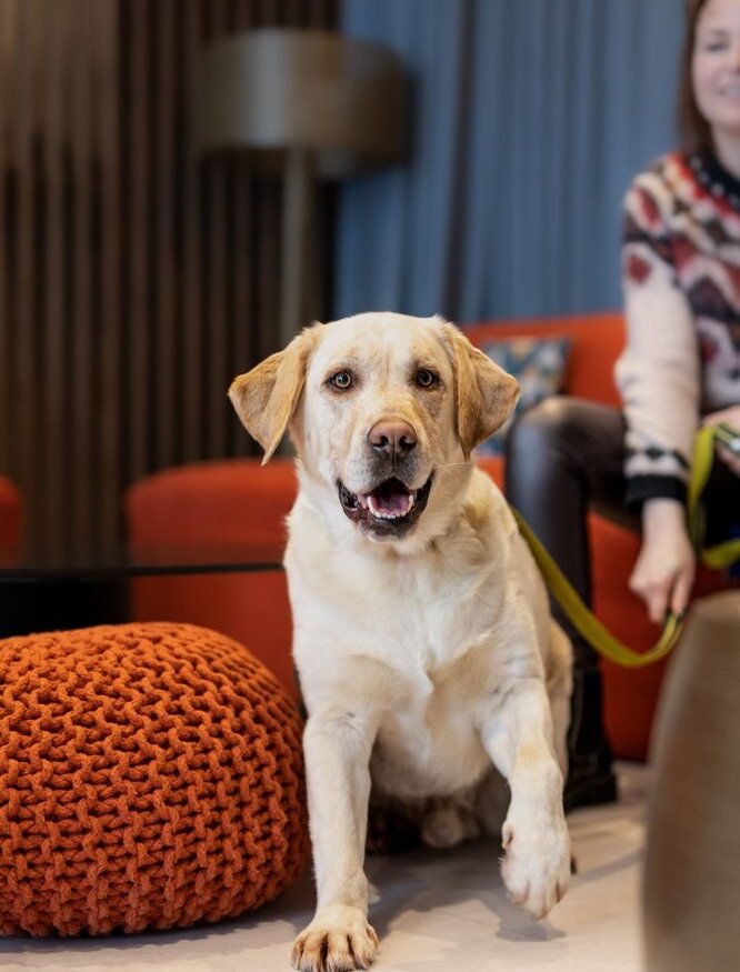 Šťastný labrador na vodítku sedí v útulném hotelovém lobby s oranžovým pufem a moderním osvětlením.