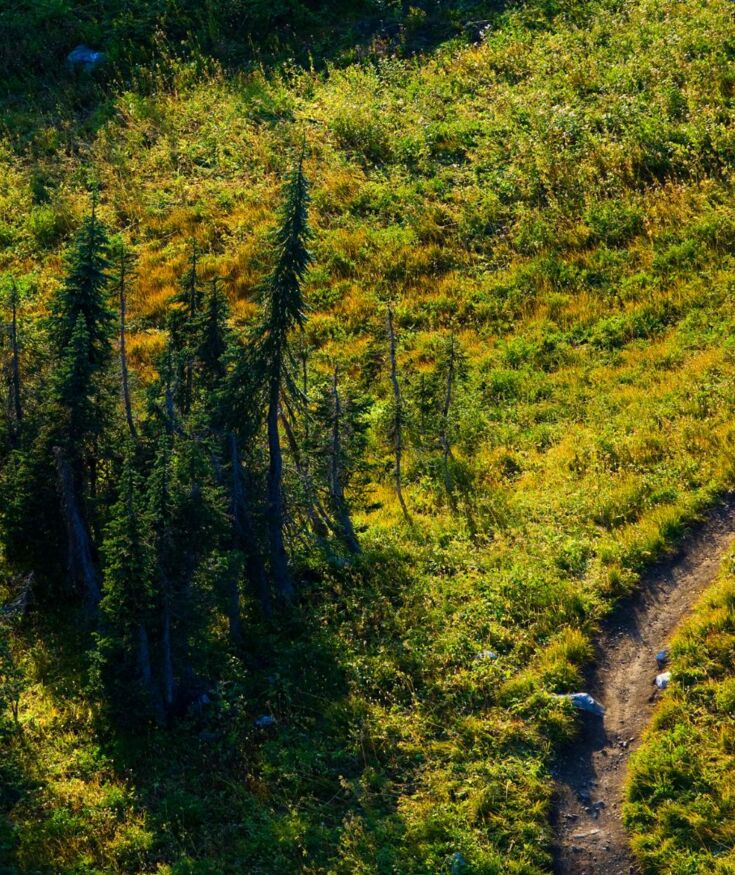 las i droga w Karkonoszach