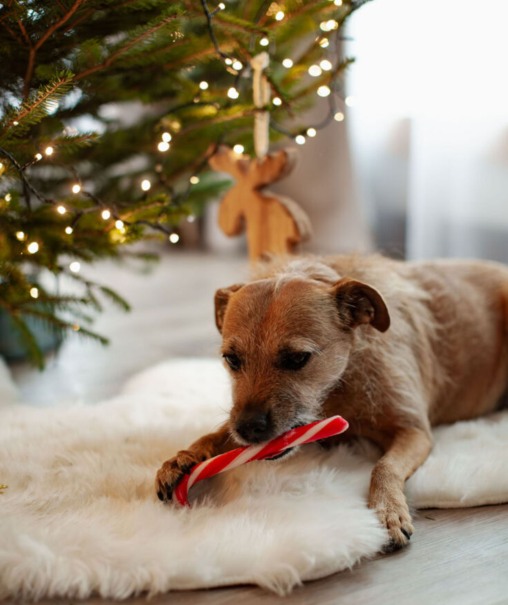 Mały pies leży na puszystym dywanie pod choinką ozdobioną światełkami, gryząc czerwoną lizakową laskę