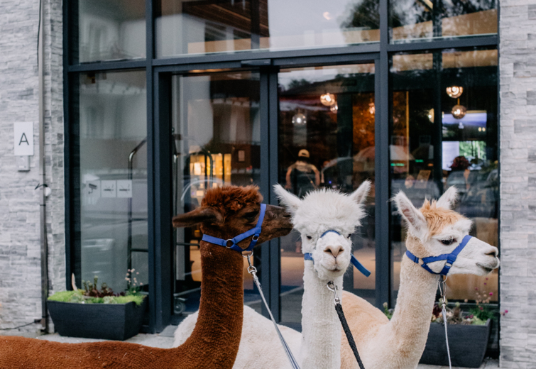 Drei Lamas mit Geschirren vor dem Eingang eines modernen Hotels mit Steinfassade und Glastüren