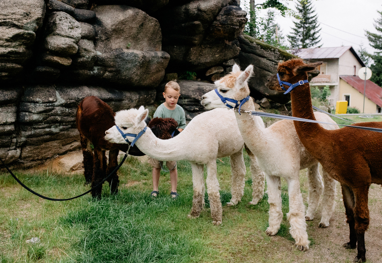 Young boy standing with four llamas on green grass near large rocks, surrounded by trees and rural buildings.
