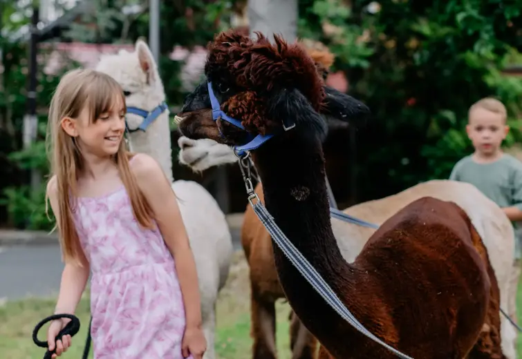 Children walking friendly llamas on leashes during a summer outdoor activity in a green, relaxed setting