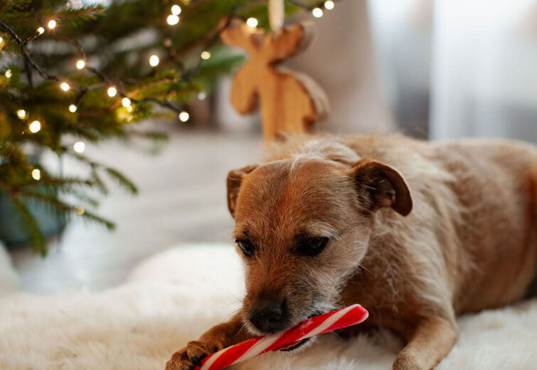 Mały pies leży na puszystym dywanie pod choinką ozdobioną światełkami, gryząc czerwoną lizakową laskę