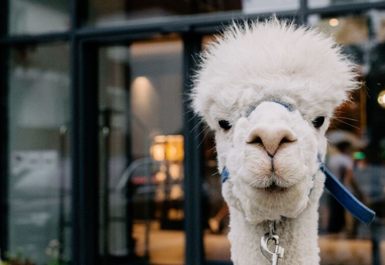 Weißes Alpaka mit flauschigem Fell und blauer Leine vor einem modernen Gebäude