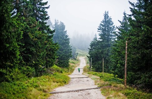 Nebliger Bergpfad zwischen hohen Kiefern, einzelner Wanderer in grüner Jacke – perfekt für Hotelgäste zum Wandern und Spazieren