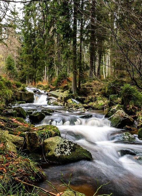 Bach, der über moosbedeckte Felsen durch einen stillen Nadelwald fließt, Herbstlaub am Ufer