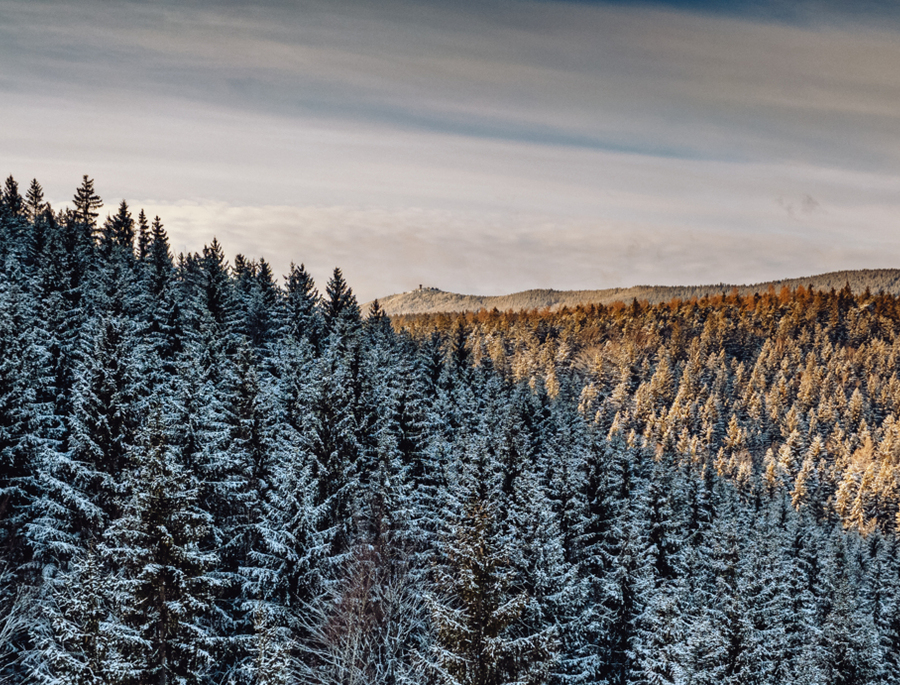 Snow-dusty pine forest on rolling hills at golden hour, ideal winter mountain-view backdrop for a cozy lodge