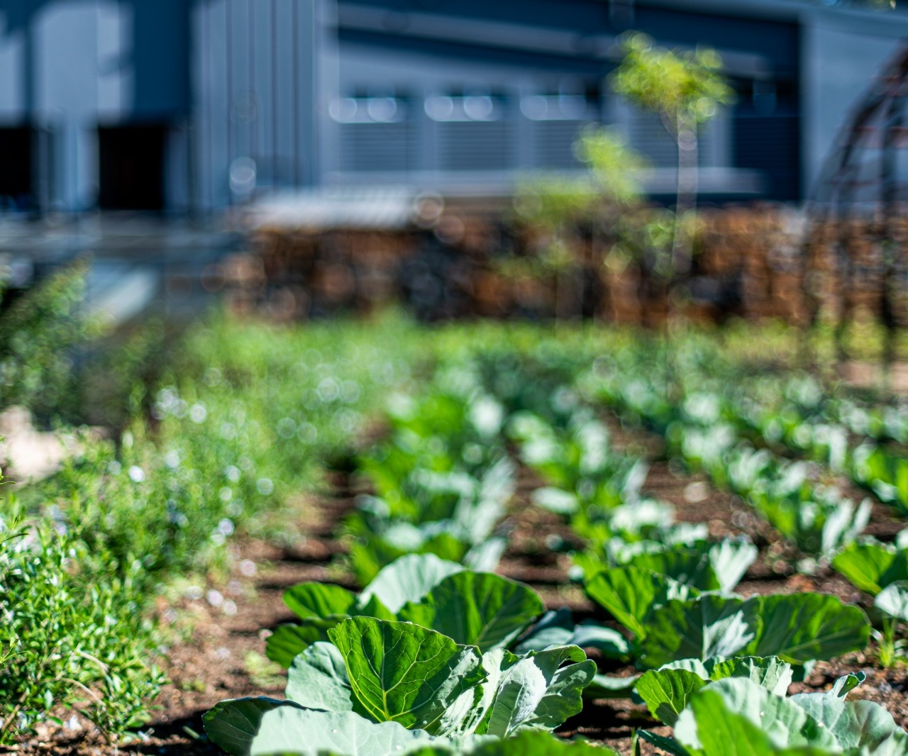 Rows of cabbage and leafy vegetables in an on-site organic garden with a modern building and trees blurred behind
