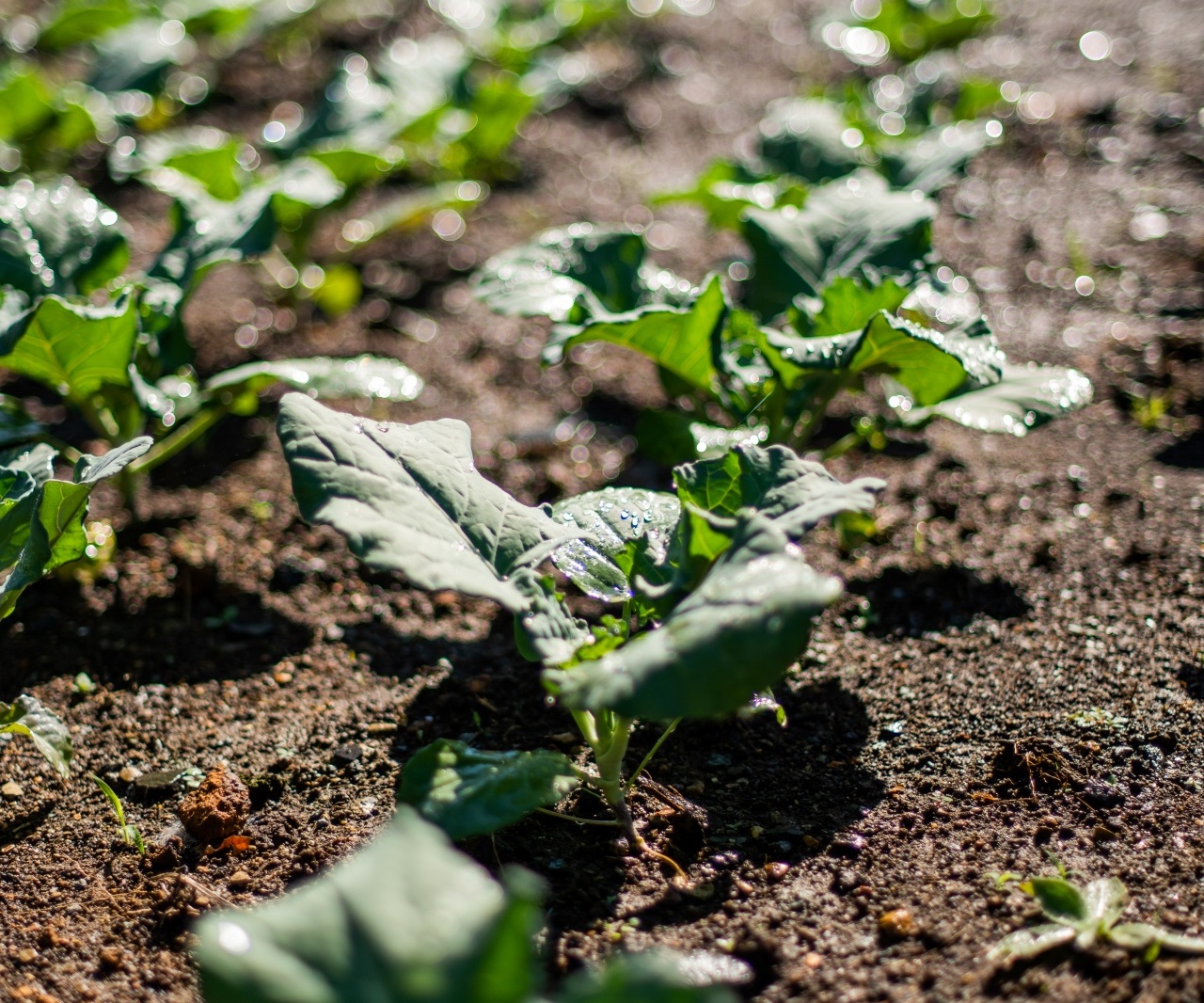 Sunlit vegetable seedlings in neat rows on moist soil with dewdrops and sparkling bokeh