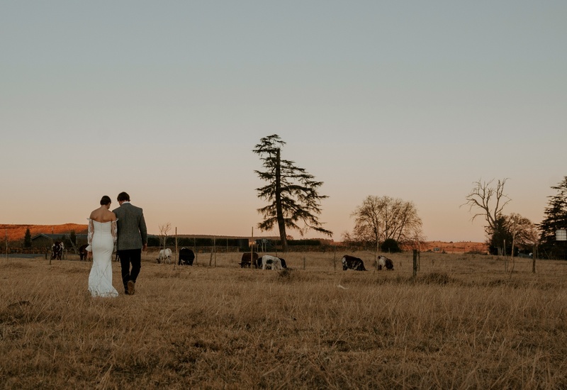 Bride and groom walk hand-in-hand across golden pasture at dusk with grazing cows, tall trees and a distant farmhouse.