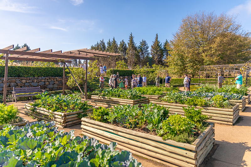 Sunlit organic kitchen garden with raised wooden beds and pergola; guests on a guided tour among leafy vegetables and trees