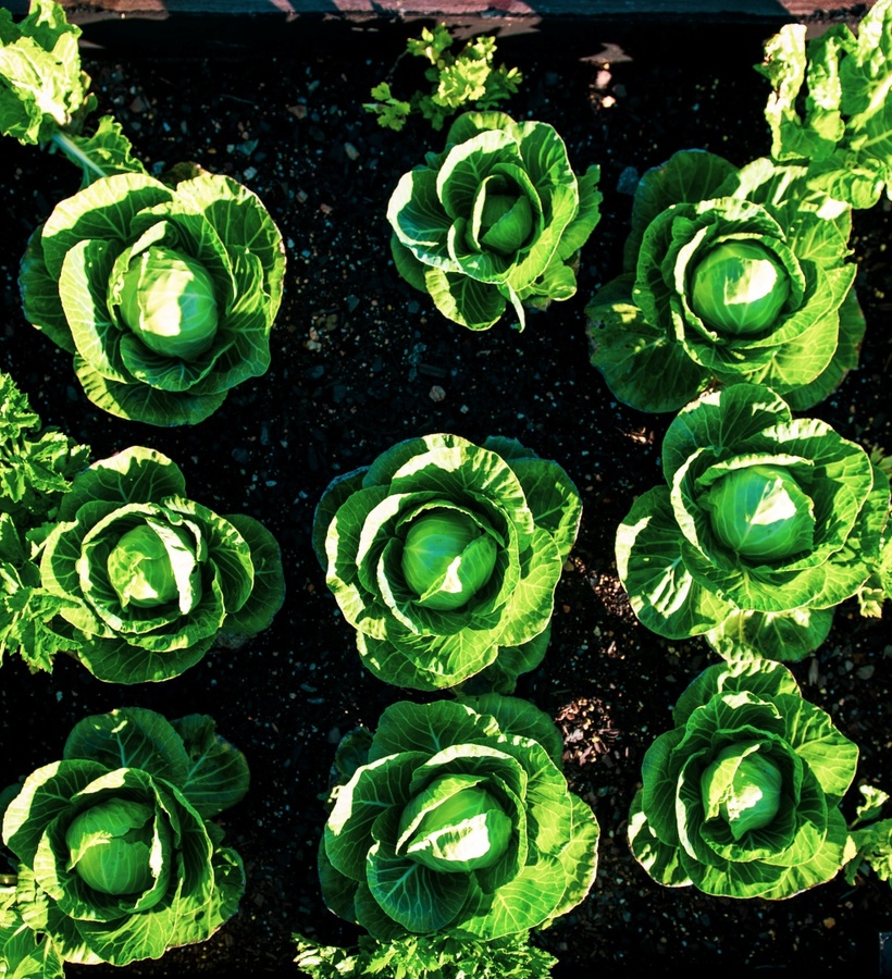 Overhead view of a sunlit raised wooden planter with neat rows of green cabbage heads beside a pebble path