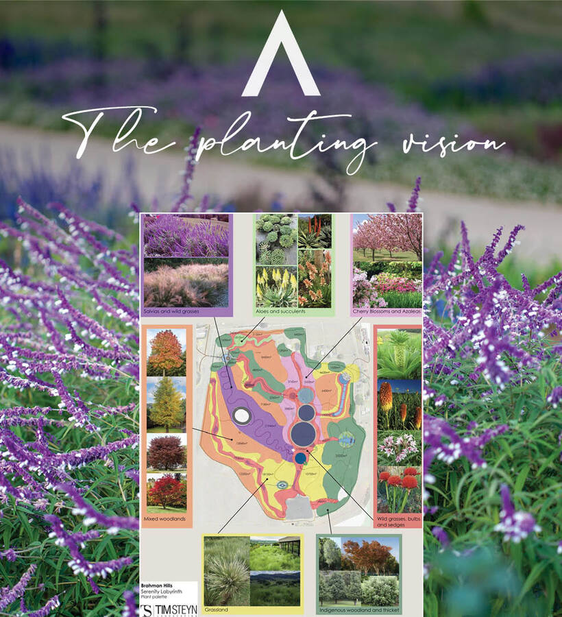 Lavender-filled garden with central 'Planting Vision' board showing color-coded site plan, plant photos and labeled planting zones.