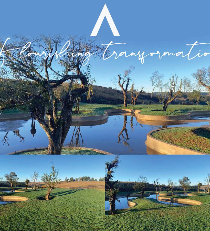 Curved reflective wellness ponds with island olive trees and manicured lawns under clear blue sky, serene resort grounds.