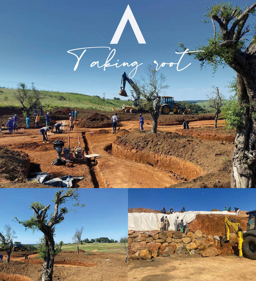 Resort grounds under construction with excavators and workers shaping terraced foundations and stone retaining walls around mature trees