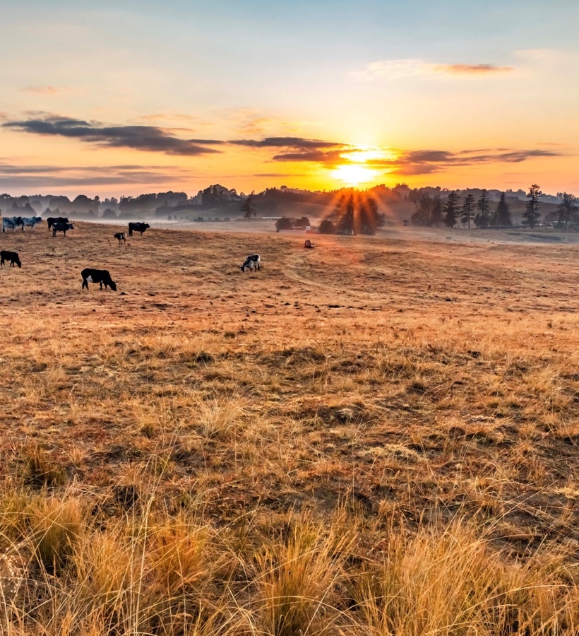 Grazing cattle across a golden pasture at sunrise, light mist over rolling hills, scattered trees and distant farm buildings