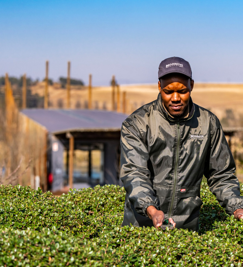 Resort gardener trimming manicured hedges in sunlit countryside grounds, staff in branded jacket and cap beside rustic lodge.