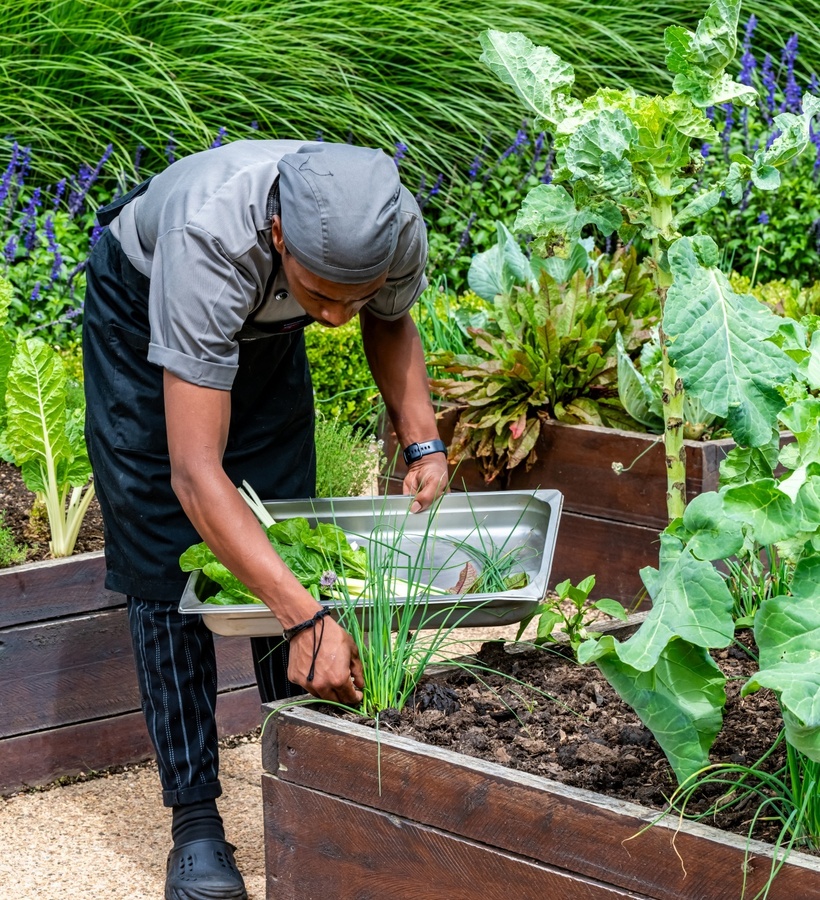 Chef in gray uniform harvesting chives and leafy greens from raised wooden herb beds, holding a metal tray.