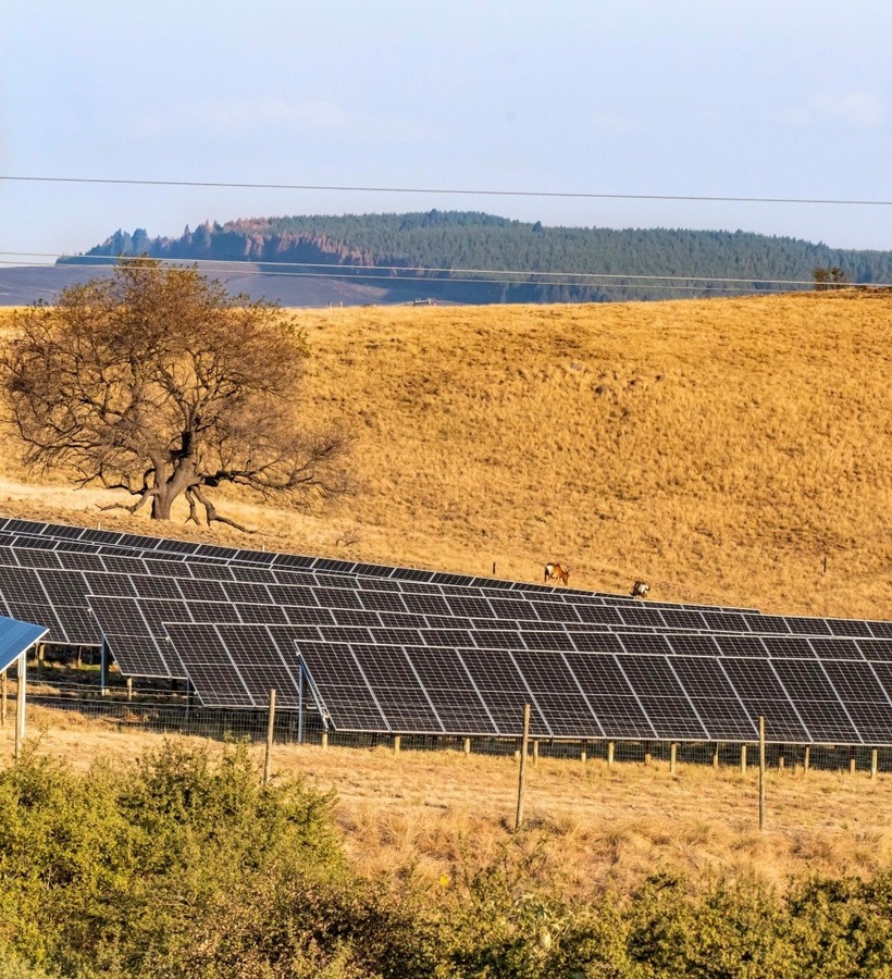 Solar panels on golden hillside with grazing cows, lone oak and a large buried stone face sculpture below forested ridge