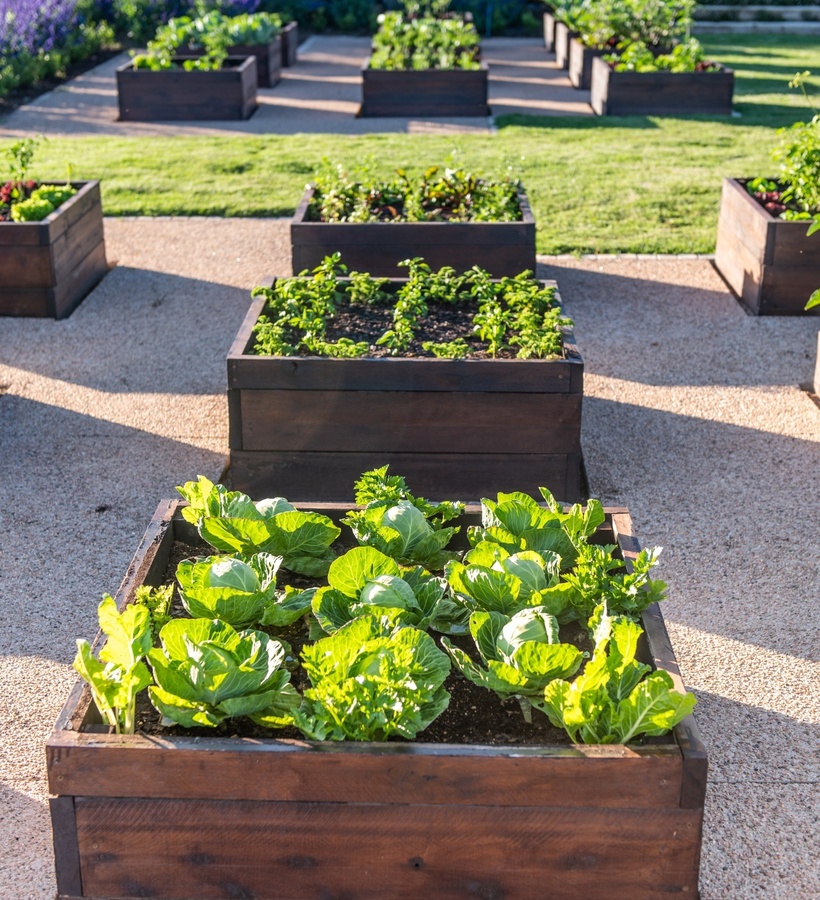 Sunlit hotel kitchen garden with raised wooden planters of cabbages and herbs, lavender border and stone steps