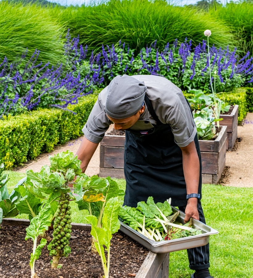 Chef harvesting fresh leafy greens from a raised hotel kitchen garden, tray in hand, lavender and ornamental grasses behind.