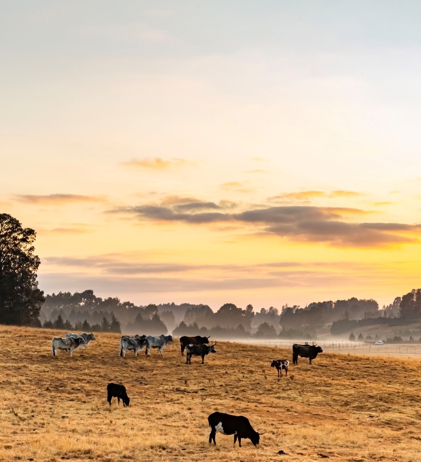 Sunrise over rolling countryside with grazing cows, misty tree-lined hills and golden pasture—peaceful rural vista