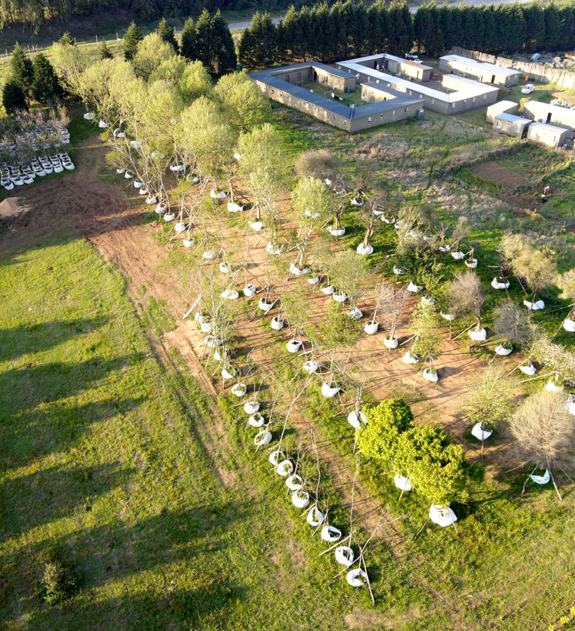 Aerial view of glamping site with rows of white hanging tree tents between trees, grassy fields and nearby low-rise lodge buildings.