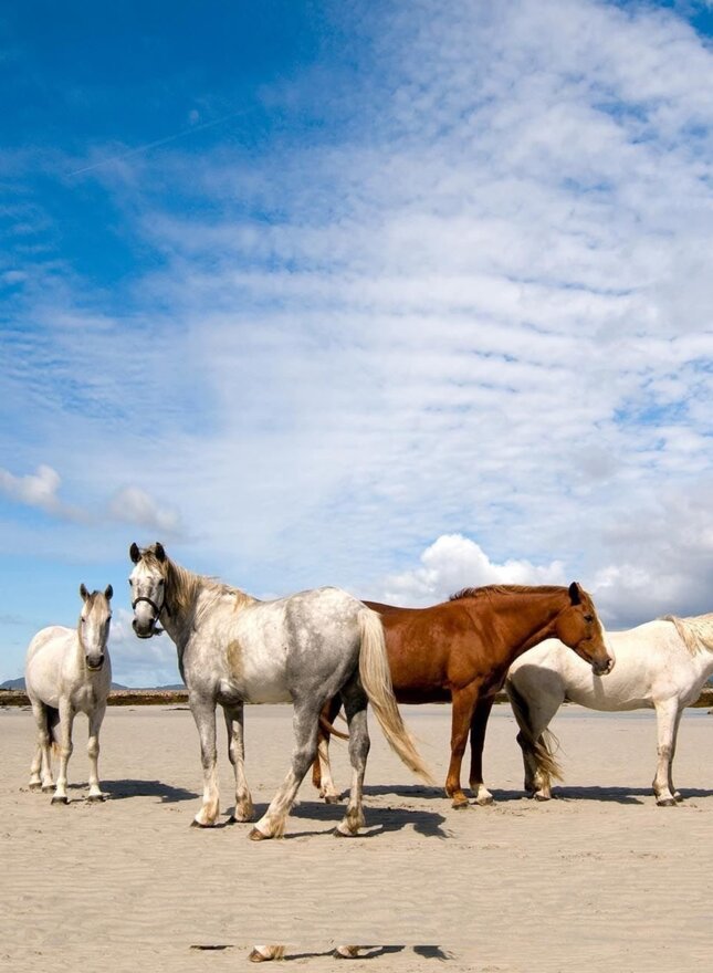 Cumbrian Heavy Horses