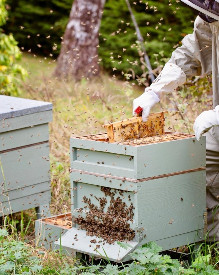 Beekeeper wearing protective gloves tending to a wooden hive surrounded by flying bees in a green outdoor setting