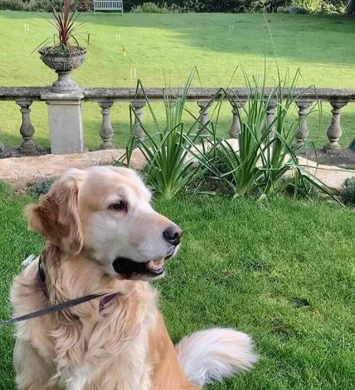Golden retriever sitting on green lawn near stone balustrade and garden planter, enjoying peaceful outdoor hotel grounds