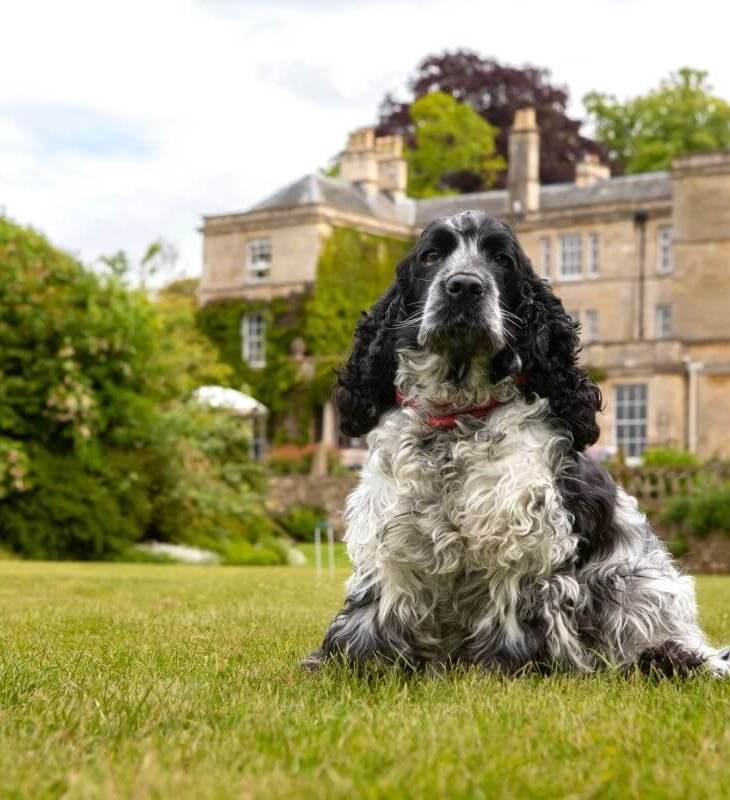 Black and white curly-coated dog lying on lawn in front of a large historic hotel surrounded by greenery