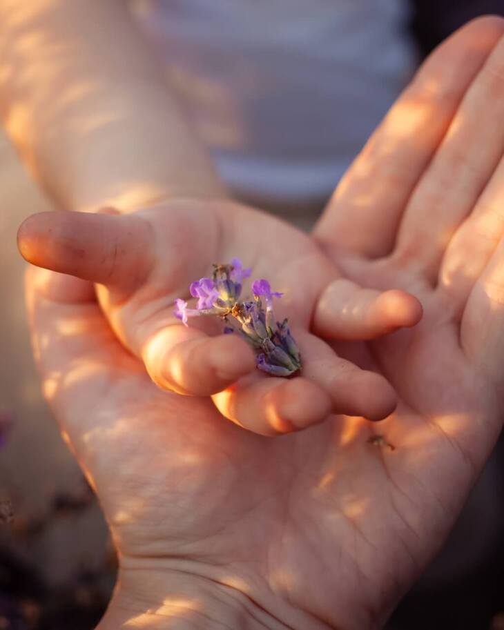Hands gently holding a small sprig of lavender with sunlight casting soft shadows, surrounded by blooming lavender flowers