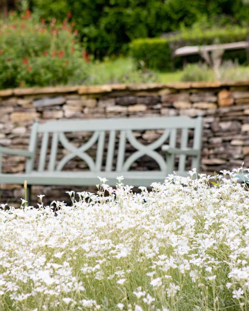 Quiet garden seating area with painted wooden bench, rustic stone wall, and white wildflowers in foreground