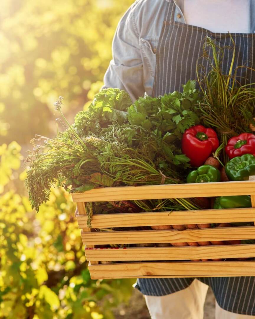 Person holding a wooden crate filled with fresh garden vegetables including bell peppers and leafy greens in sunlight