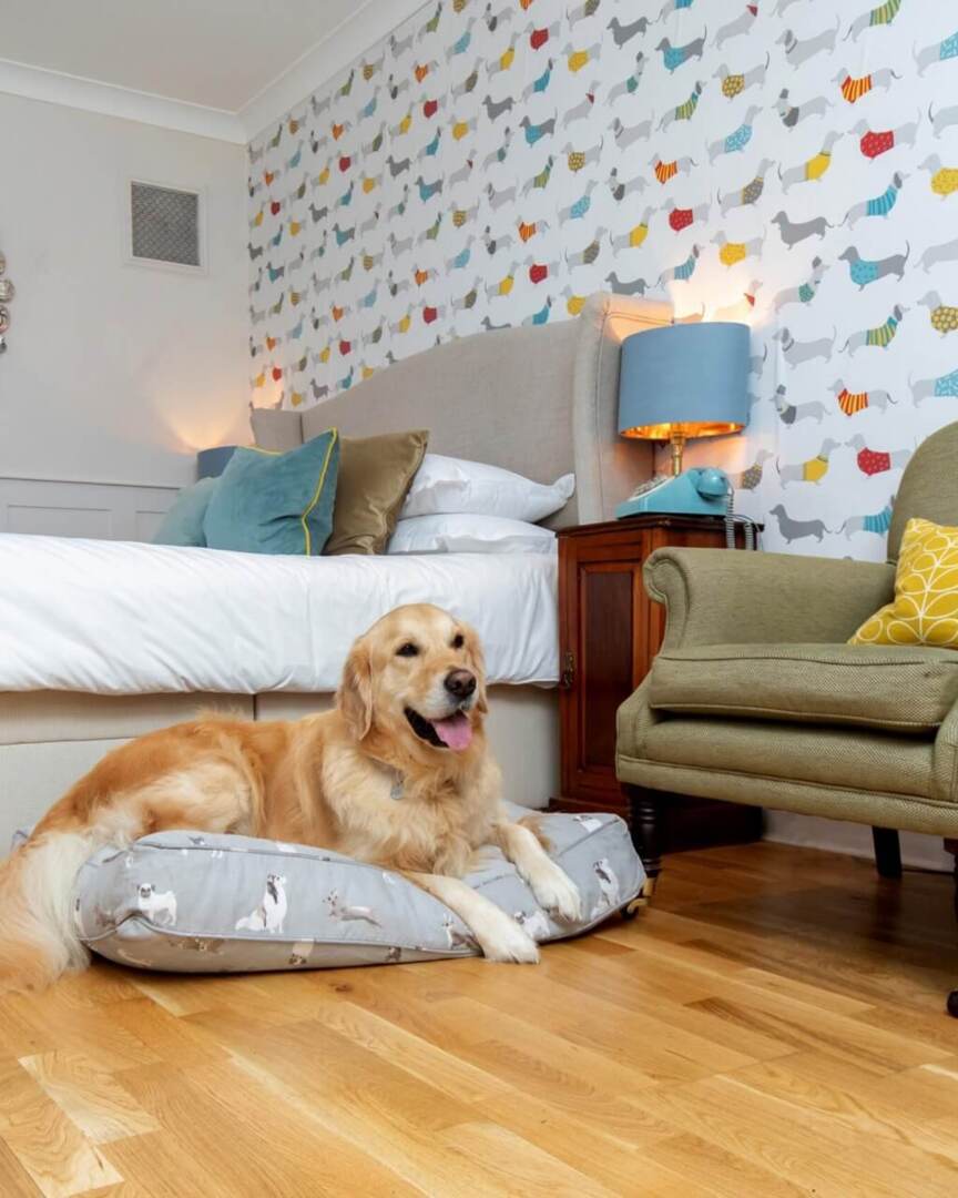 Cozy hotel room with a beige bed, colorful dog-themed wallpaper, a green armchair, and a golden retriever resting on a dog bed