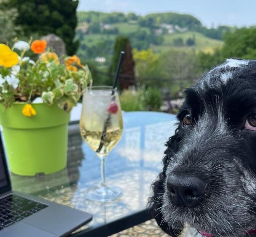 Relaxing outdoor hotel terrace with a black and white dog, glass table featuring a laptop, fresh drink, and a green flowerpot with blooming flowers