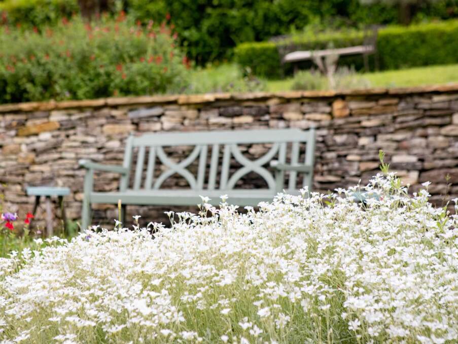 Quiet garden seating area with painted wooden bench, rustic stone wall, and white wildflowers in foreground