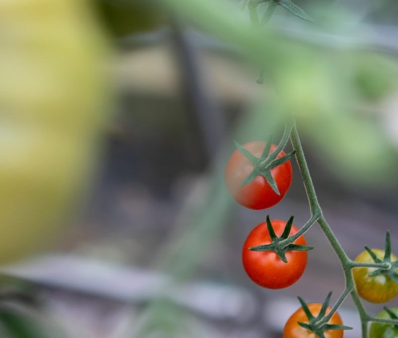 Cluster of ripe and unripe cherry tomatoes growing on a vine, showcasing fresh garden produce with vibrant colors