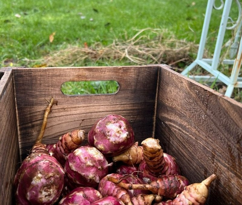 Wooden crate filled with fresh purple and tan root vegetables set outdoors on green grass with blurred garden chairs and stone buildings in background