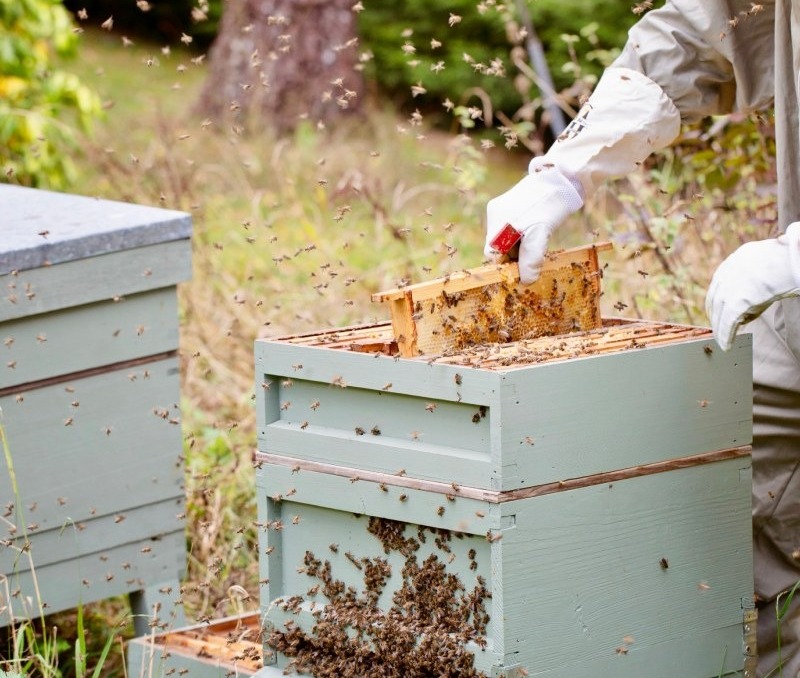 Beekeeper wearing protective gloves tending to a wooden hive surrounded by flying bees in a green outdoor setting