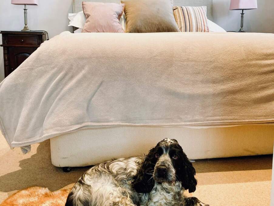 Cozy hotel room with a soft beige bedspread, pastel pillows, vintage bedside tables, and a dog resting on a furry rug