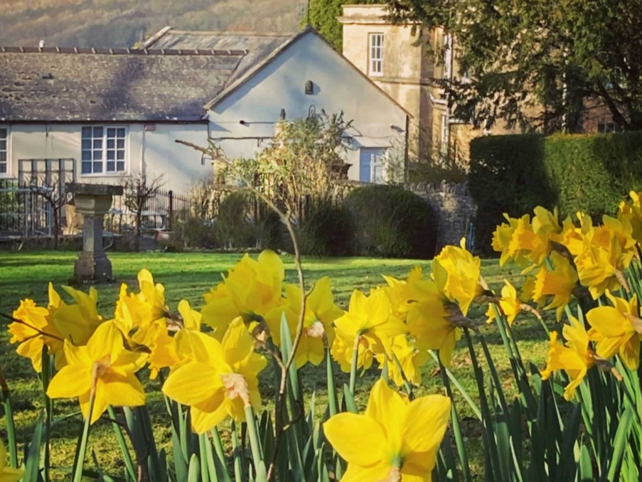 Bright yellow daffodils in full bloom in a lush garden with traditional stone buildings in the background