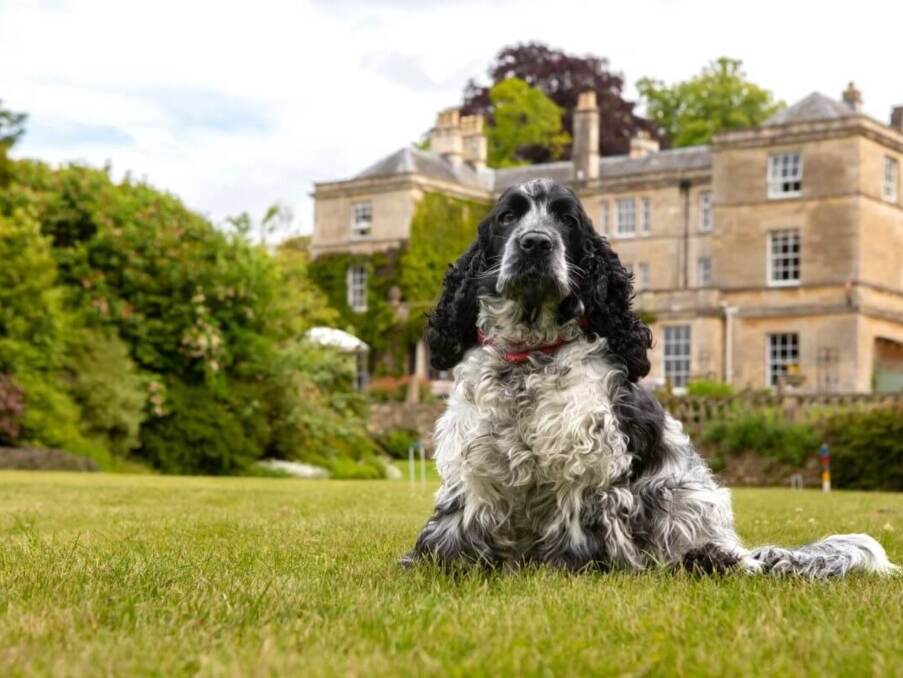 Black and white curly-coated dog lying on lawn in front of a large historic hotel surrounded by greenery