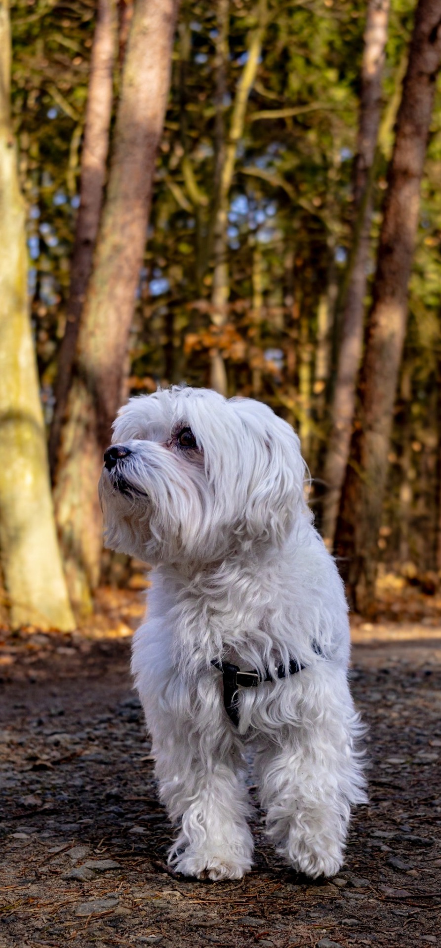 Mały biały pies o długiej sierści stoi na ścieżce leśnej, otoczony drzewami w ciepłym świetle dnia