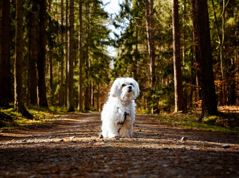 Mały biały piesek stoi na leśnej ścieżce otoczonej wysokimi sosnami w słoneczny dzień