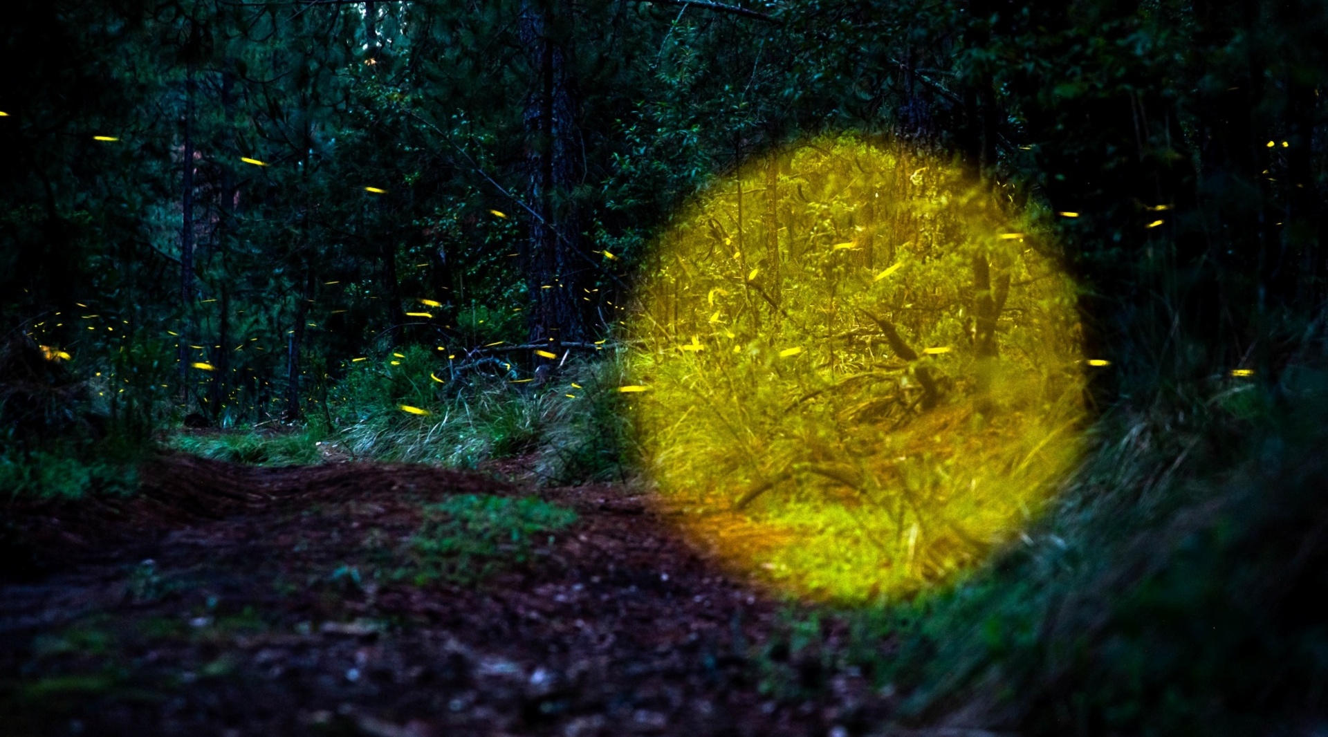 Canto del bosque Santuario de las Luciérnagas, Tlaxcala