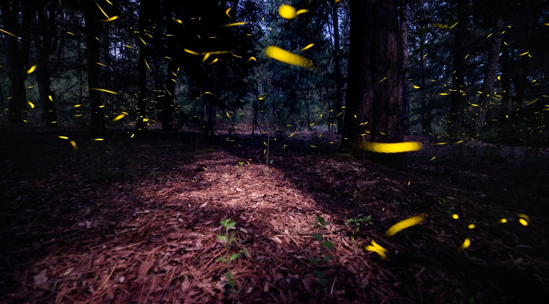 Canto del bosque Santuario de las Luciérnagas, Tlaxcala